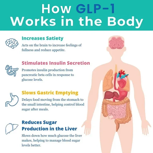 Chiropractic Waco TX How GLP-1 Works